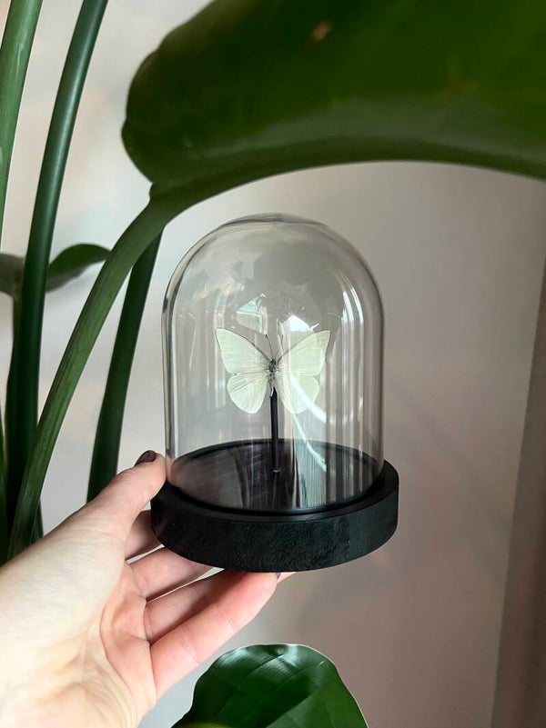 Vlinderstolp Appias Albina mini