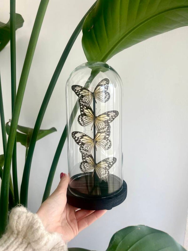 Vlinderstolp Ideopsis Gaura’s