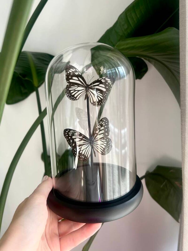 Vlinderstolp Ideopsis Juventa Duo