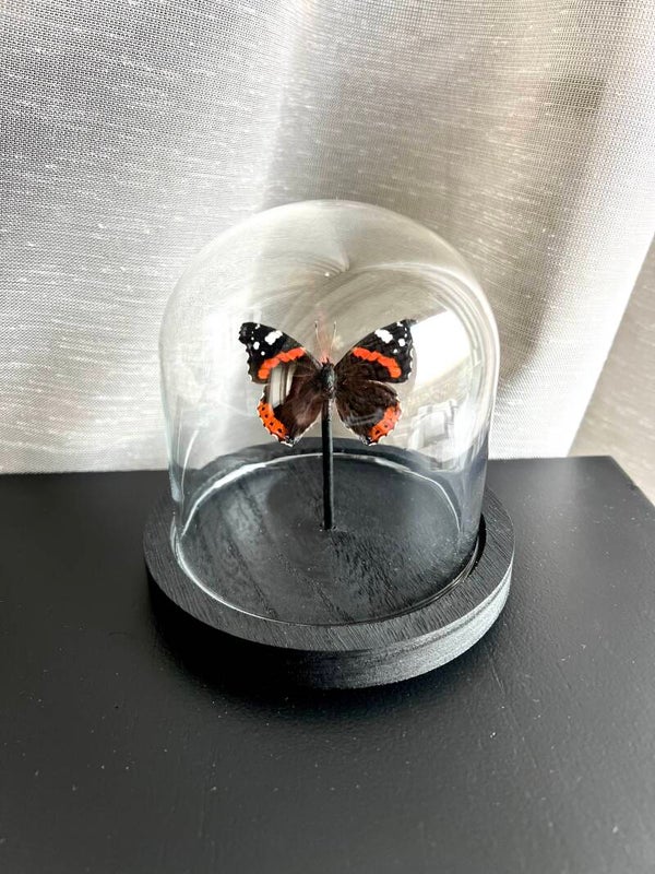 Vlinderstolp Vanessa Atalanta Mini - Pre order