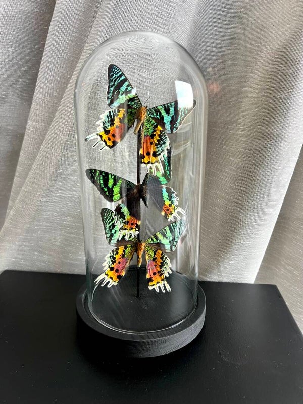 Vlinderstolp Urania Ripheus trio