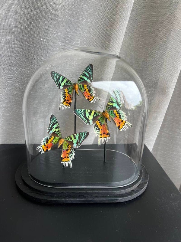 Vlinderstolp Ovaal Urania Ripheus Trio - Pre order