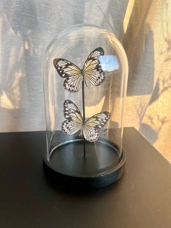 Vlinderstolp Ideopsis Gaura Duo