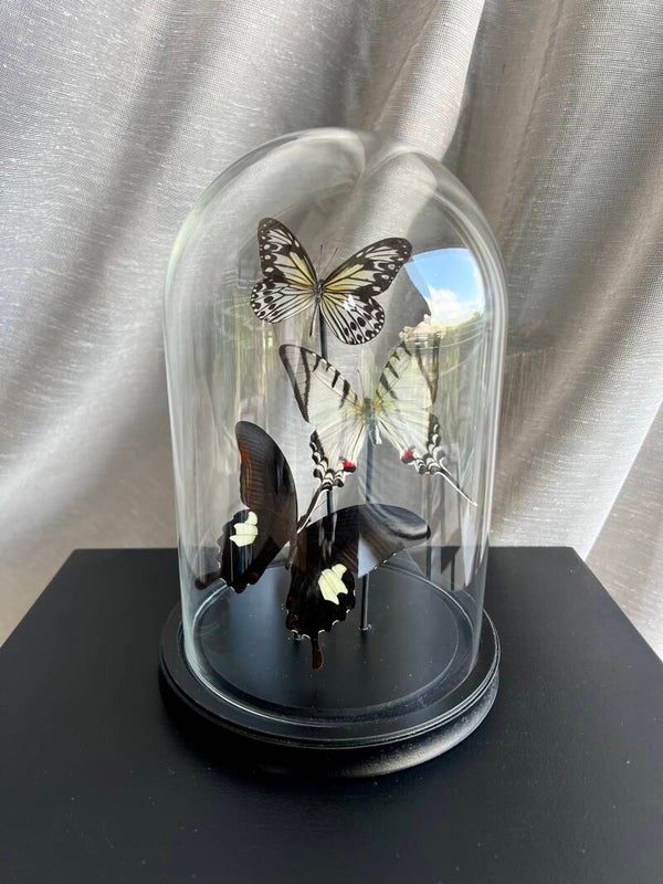 Vlinderstolp Zwart Wit Mix