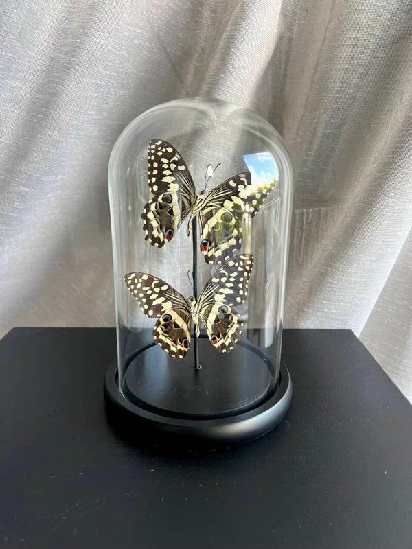 Vlinderstolp Papilio Demodocus Duo