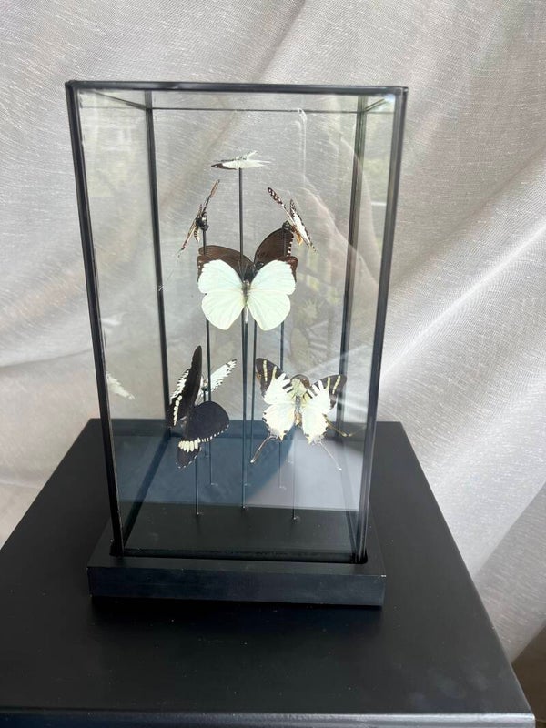 Vlinderstolp rechthoek mix