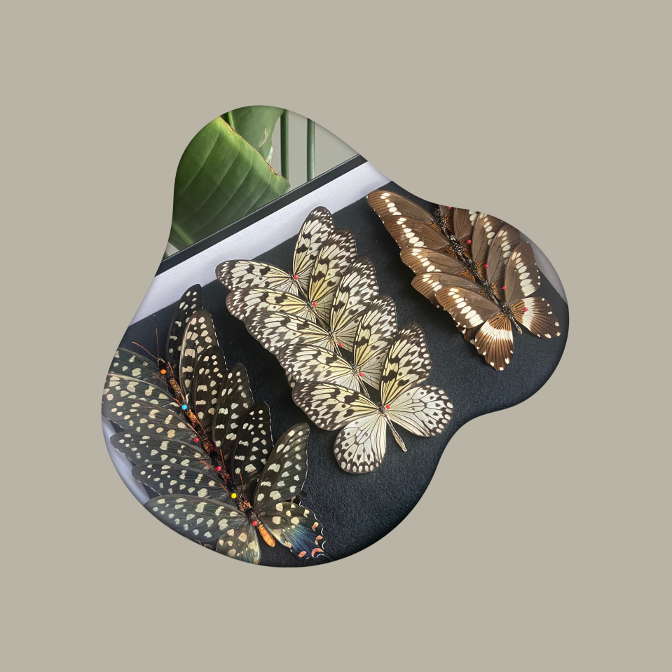 Natuurpracht voor in huis: Verantwoord verkregen opgezette vlinders in prachtige vlinder stolpen, vlinder lijsten en vlinder kistjes, voor unieke vlinderdecoratie. Ontdek onze duurzame collectie!