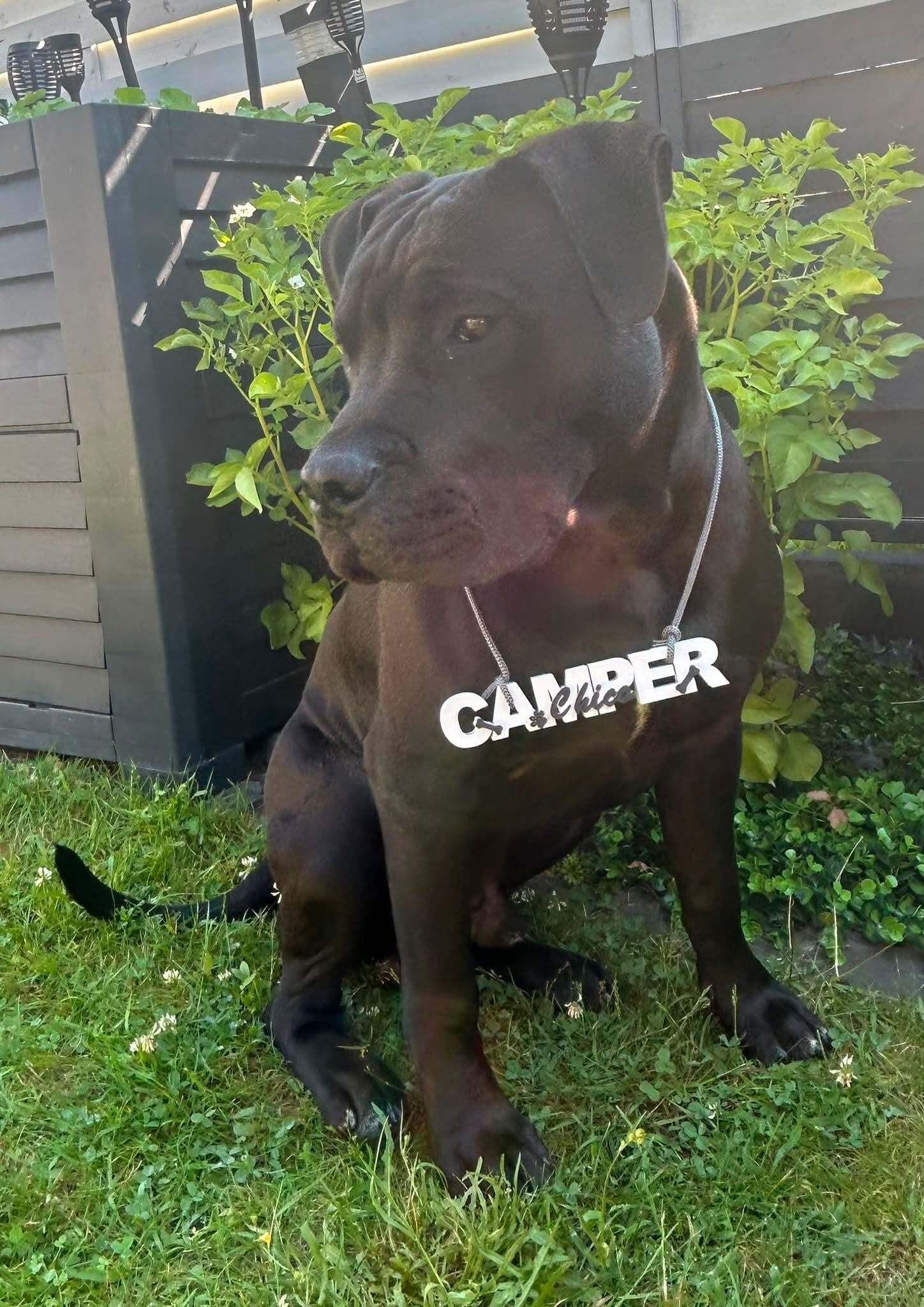 Schwarzer Hund Chico trägt individuellen 3D-gedruckten Namenszug