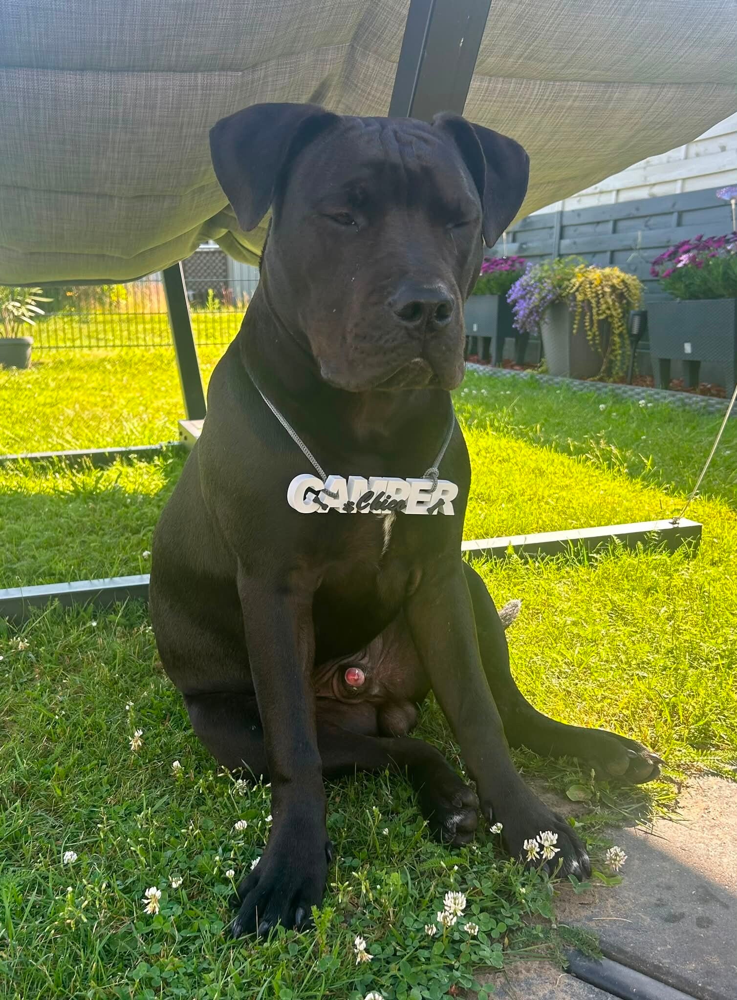 Camper-Hund Chico mit personalisiertem Namenszug aus dem 3D-Drucker