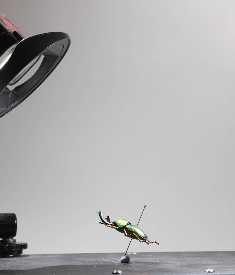 A bug on a focus staking table during a photographic session
