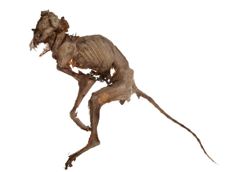 The mummified carcass of a fox after it has been clean and photographed within the studio