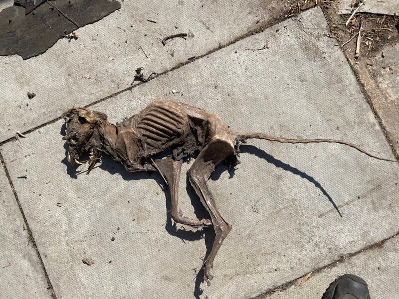 mummified carcass of a fox which has justed been unearth within my back garden