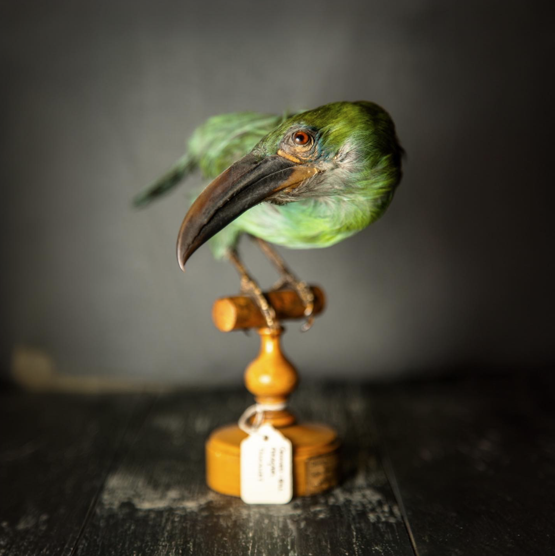 A taxidermy bird which is Toucanet sitting on a small wooden stand. This subject is in a photographic studio waiting to be photographed
