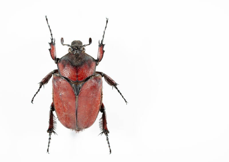 A small bug insect on a white background