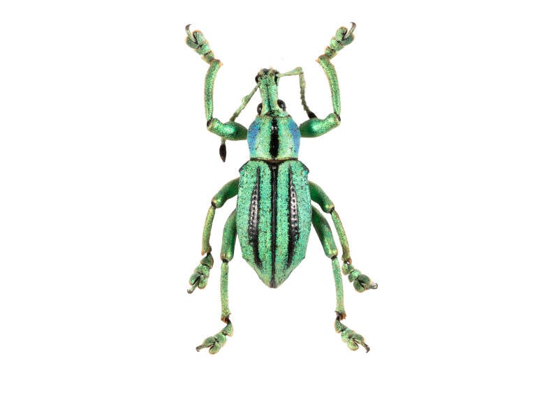 a small insect on a white backgrond