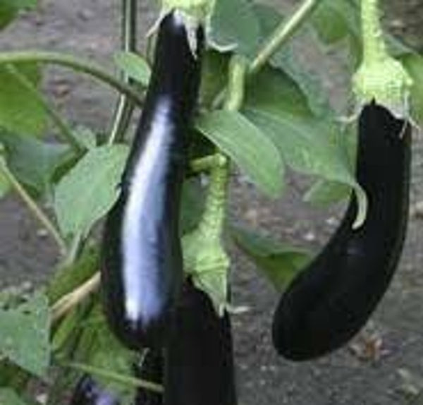 Aubergine Violetta lunga 3 