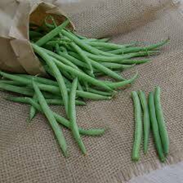 Struikbonen Speedy - UITVERKOCHT