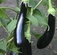 Aubergine Violetta lunga 3 