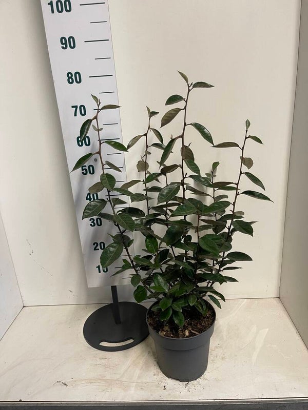 elaeagnus ebbingei (olijfwilg)