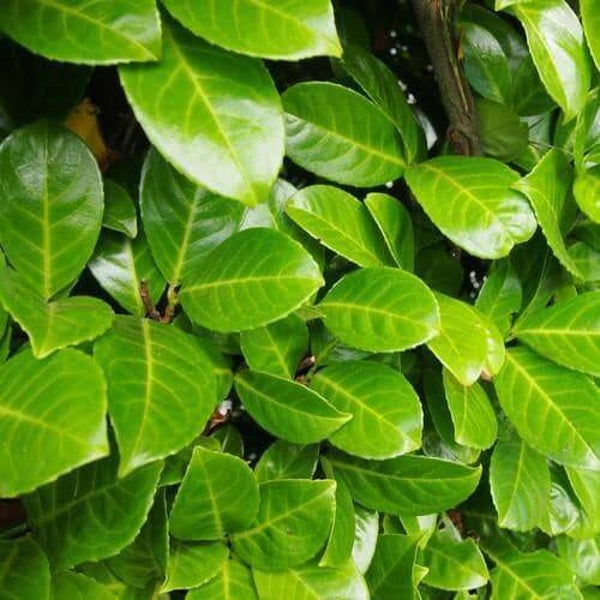 Prunus laur rotundifolia