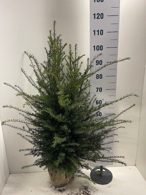 Taxus baccata venijnboom