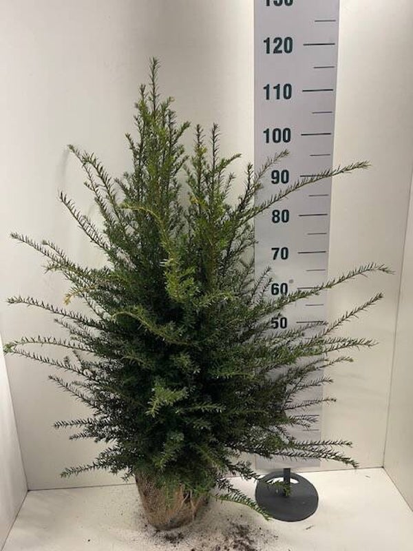 Taxus baccata venijnboom