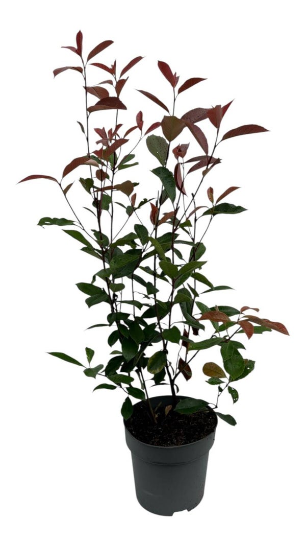 Photinia red Robin