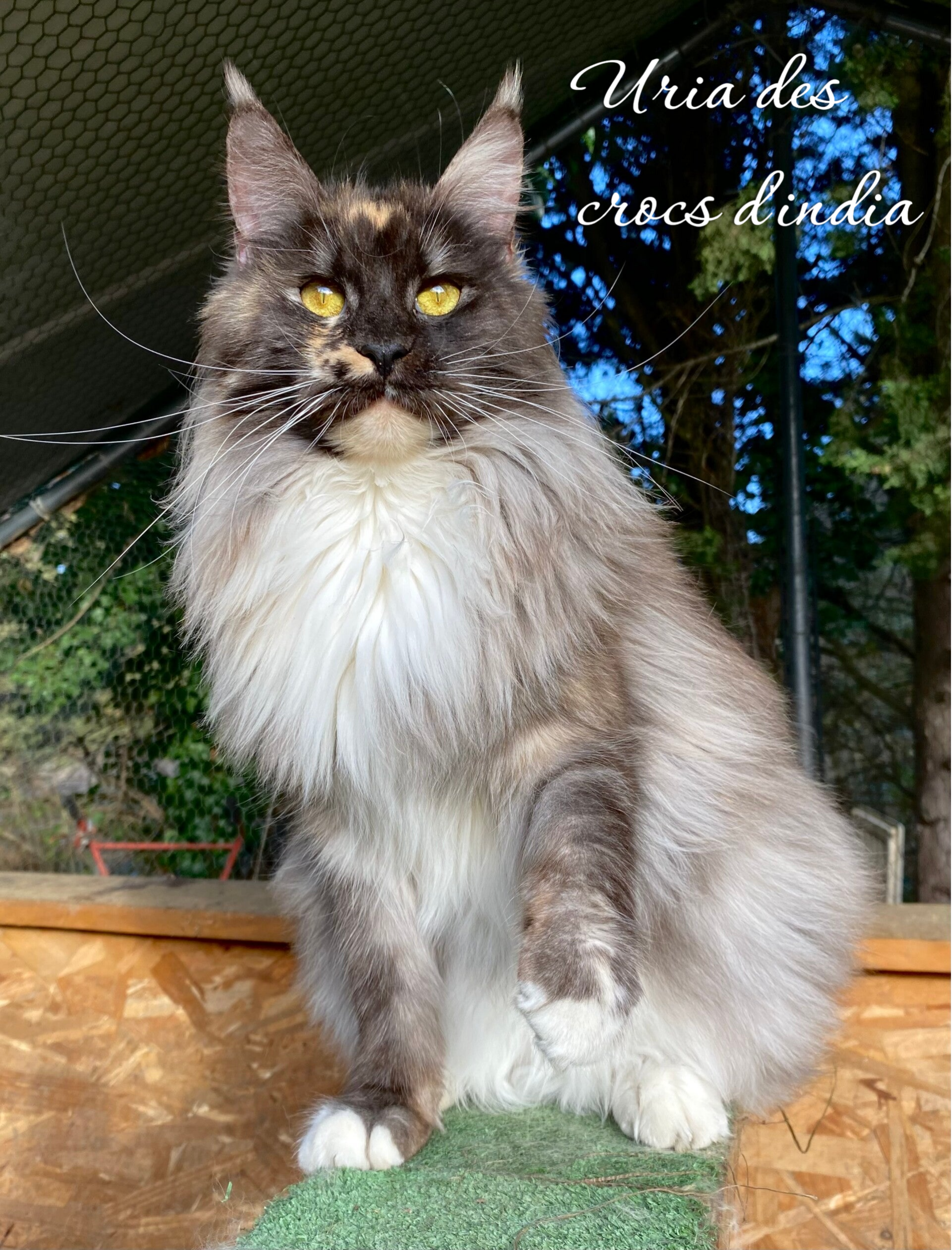 Uria des crocs d'india