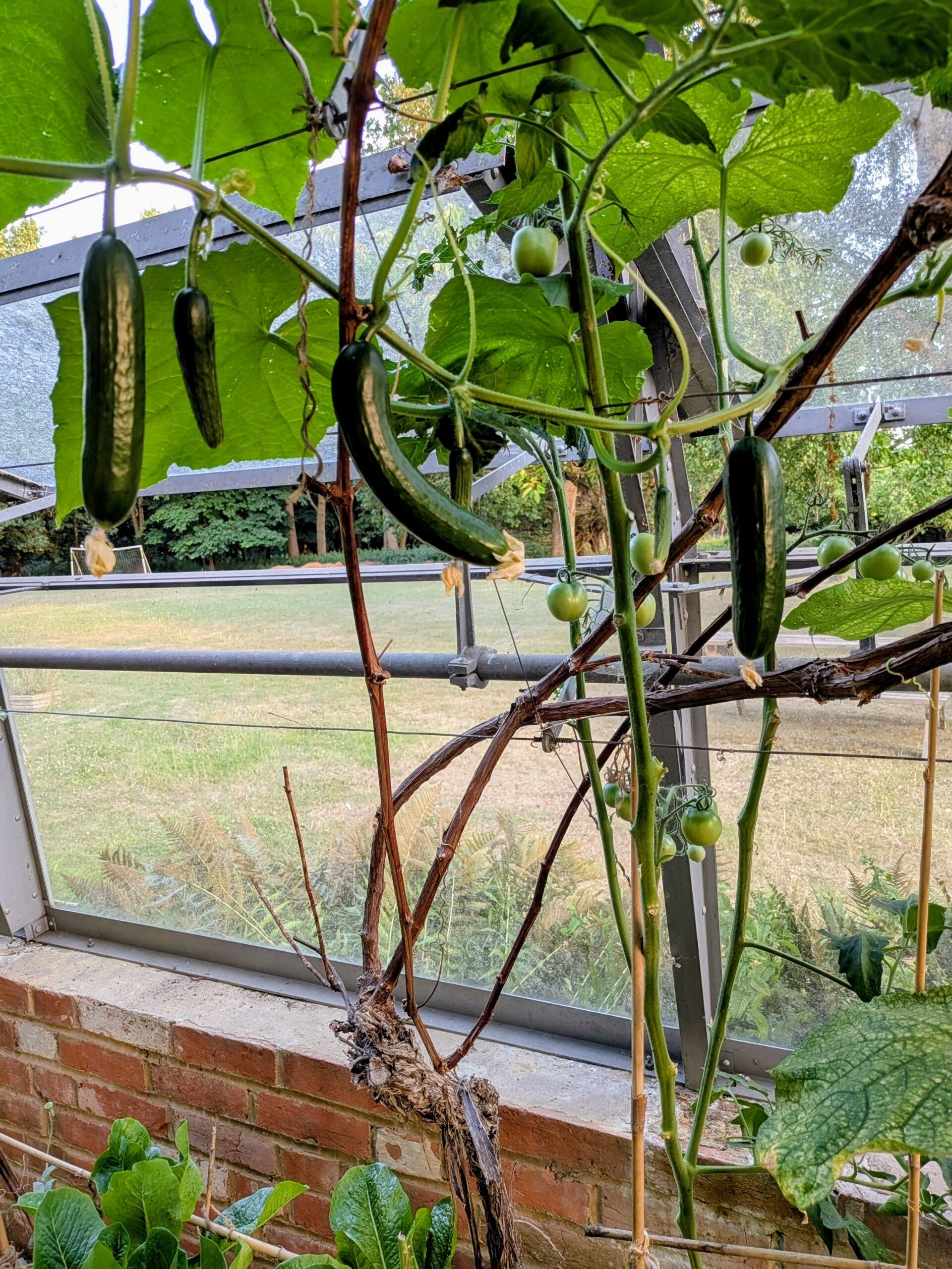 cucumber-standard.jpg