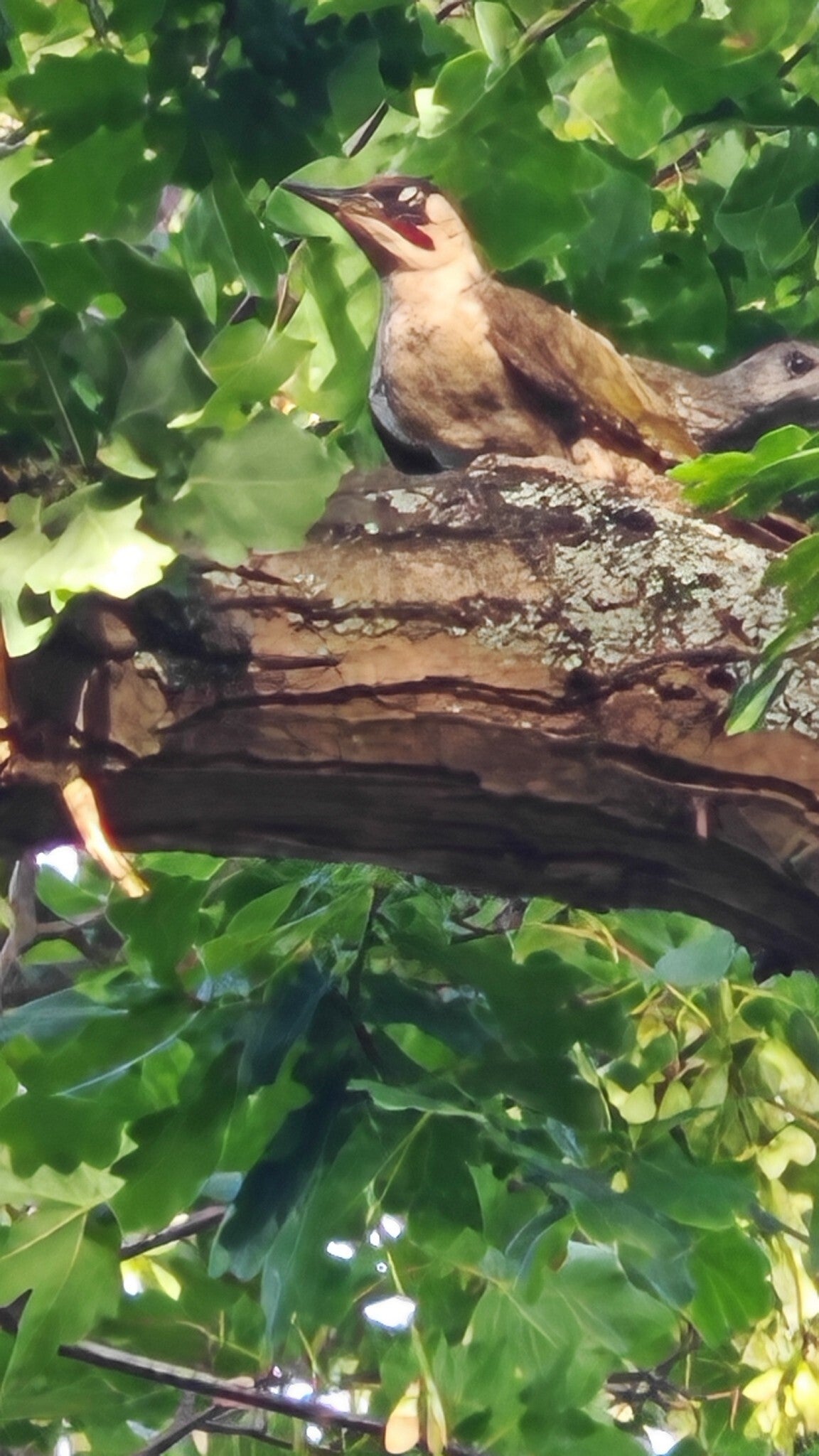 green-peck-standard.jpg