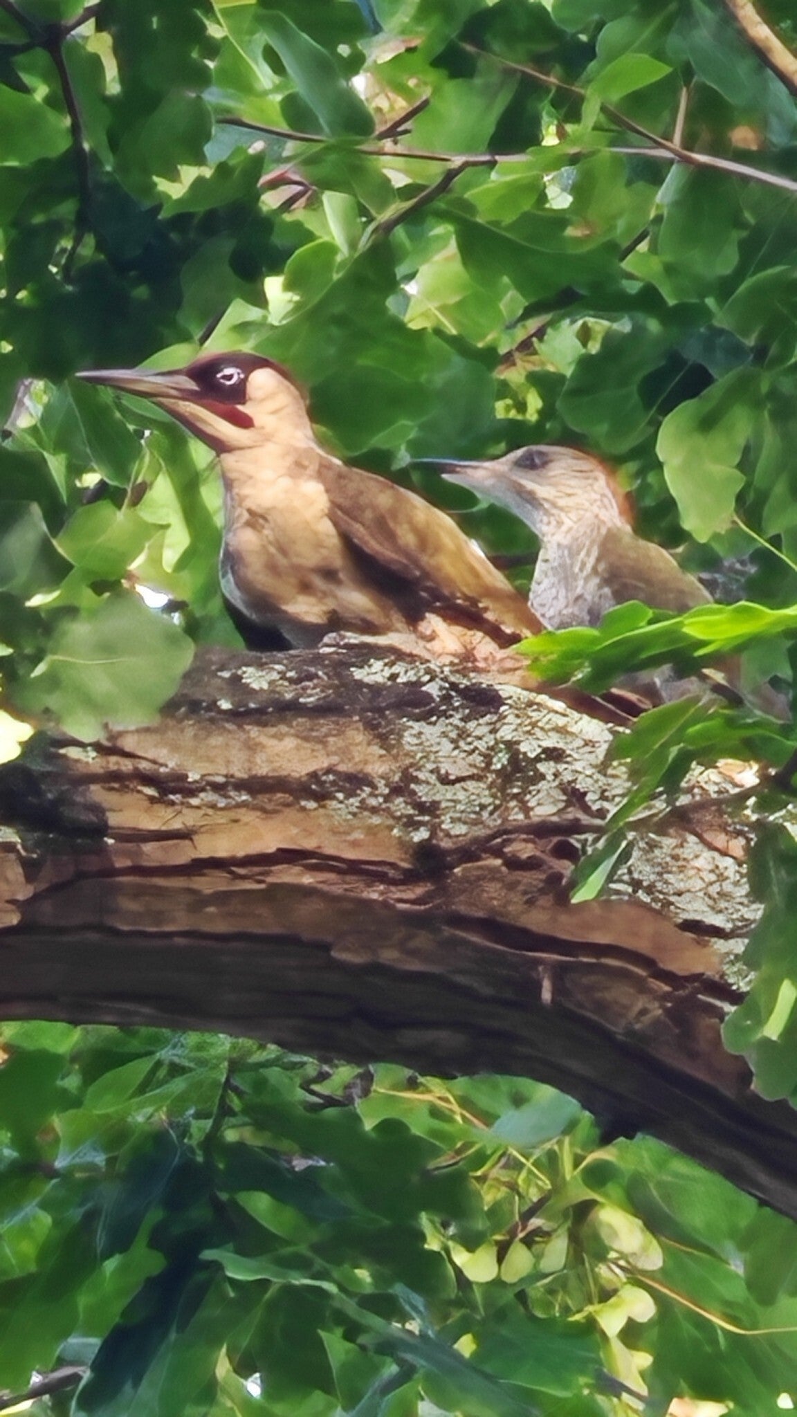 green-woodpecker-standard.jpg