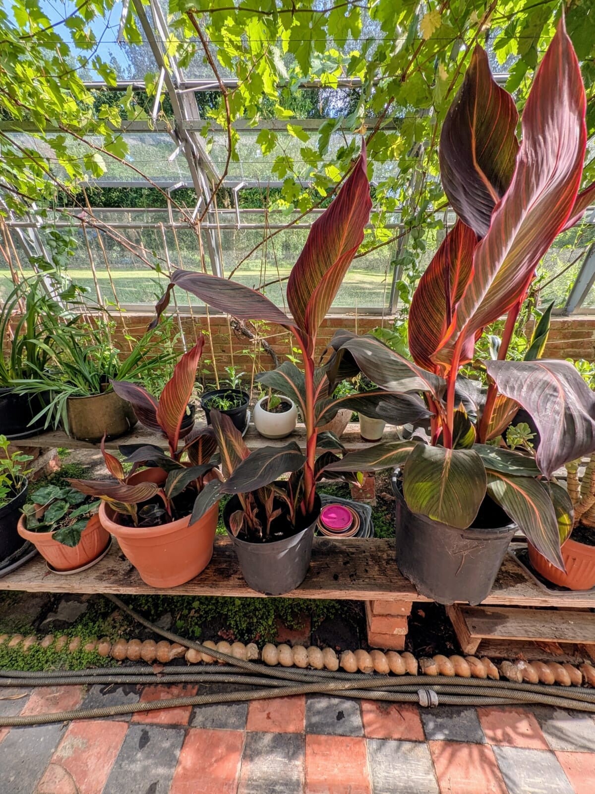 plants-standard-pd7wrr.jpg