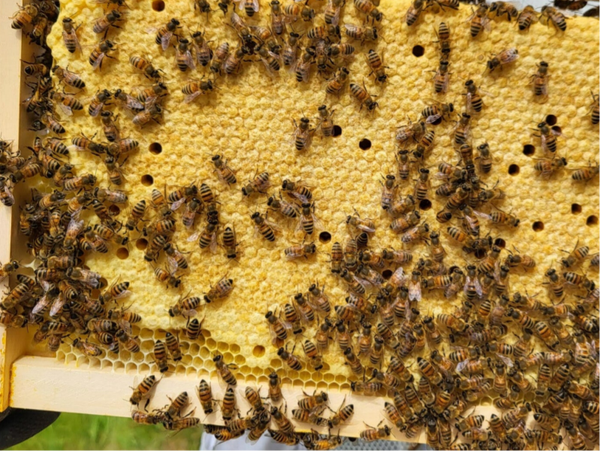 Buckfast 14x12 Overwintered Nuc (Full Price £290, Collection Only) 2027