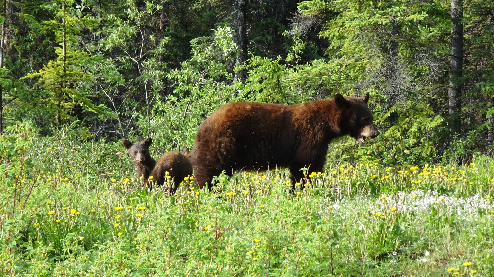 Bärenmutter mit Jungen