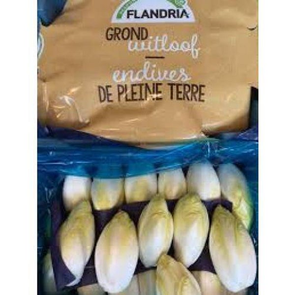 witloof volle grond