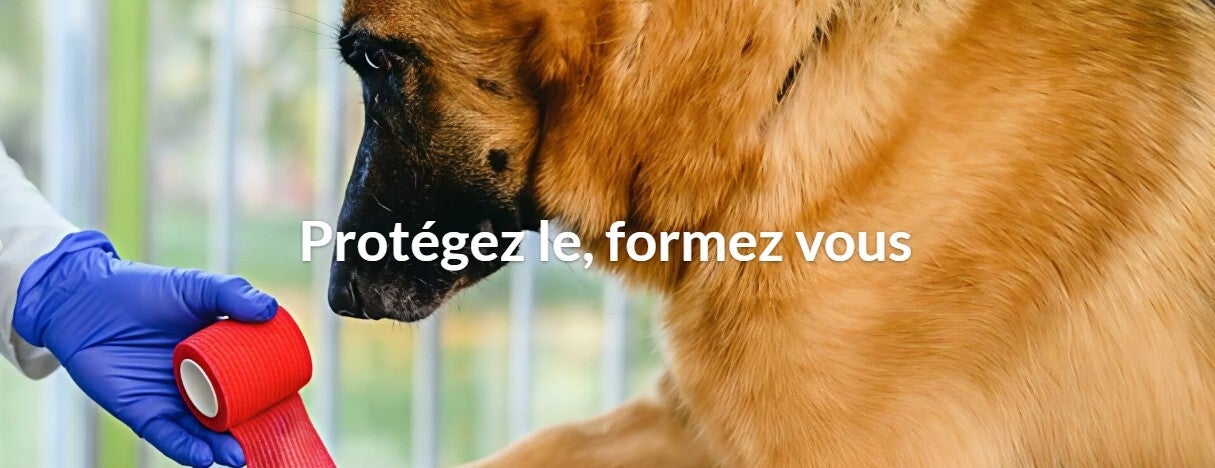 Chien Berger Allemand qui se fait faire un bandage à la patte un geste de premiers secours pour les chiens avec une bande adhésive rouge rouge