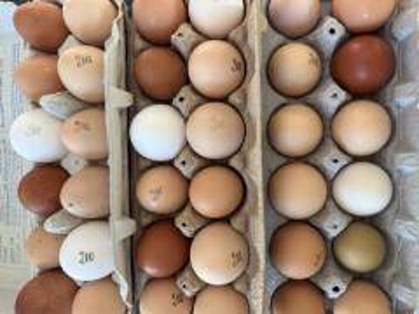 PRE-ORDER 1 Dozen pasture-raised eggs!