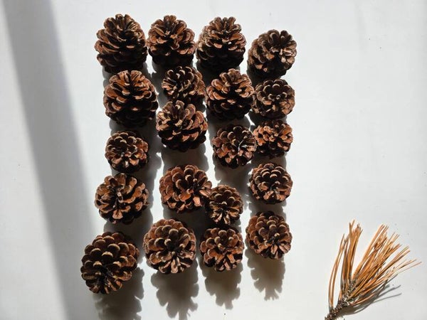 lot 20 pommes de pin