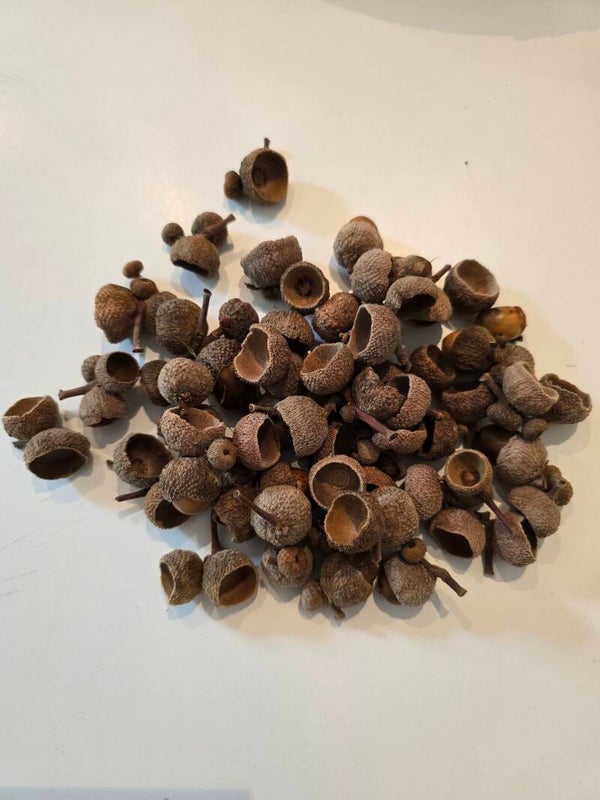 lot de cupules de gland n°1