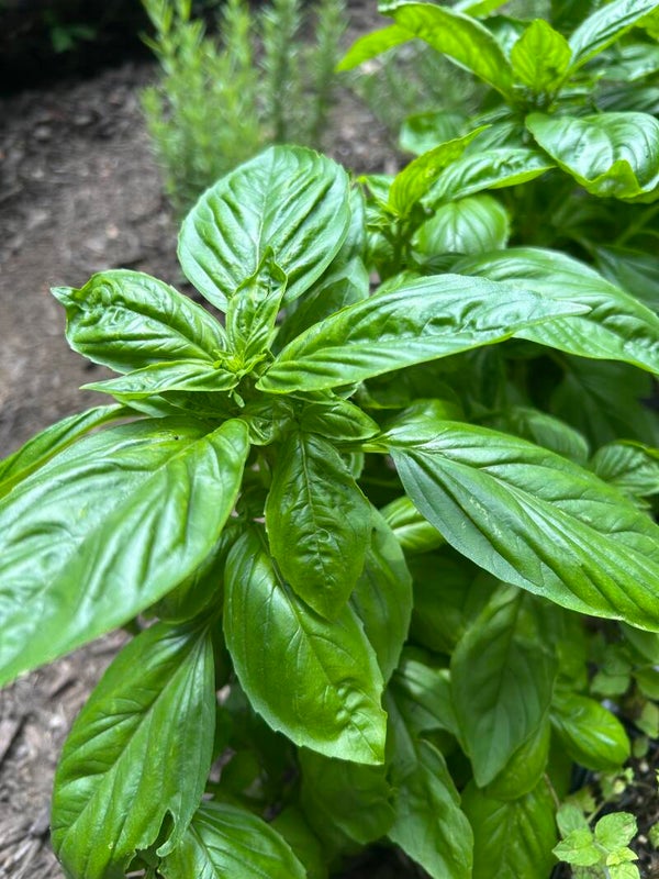 Herb Seedlings and fresh cut herbs