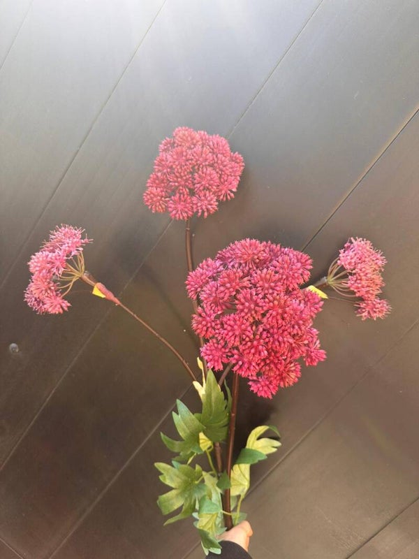 Angelica aubergine