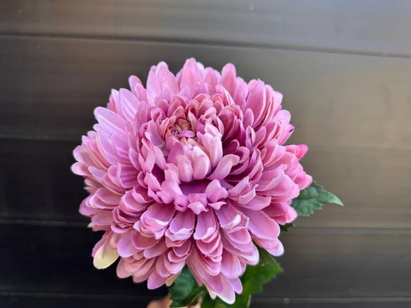 chrysant roze
