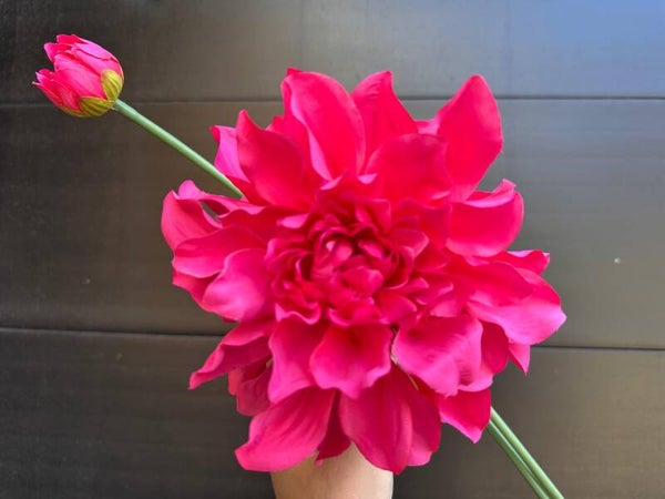 dahlia fucsia