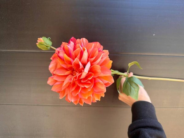 dahlia oranje  royal