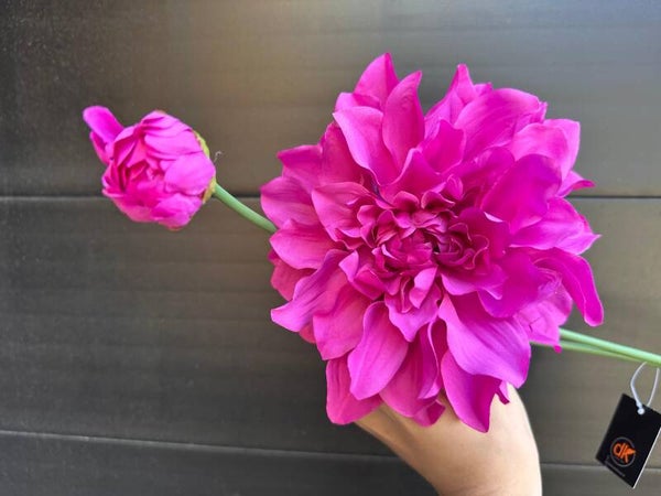 dahlia paars roze
