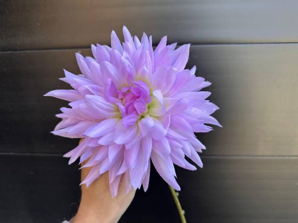 dahlia sweet lila