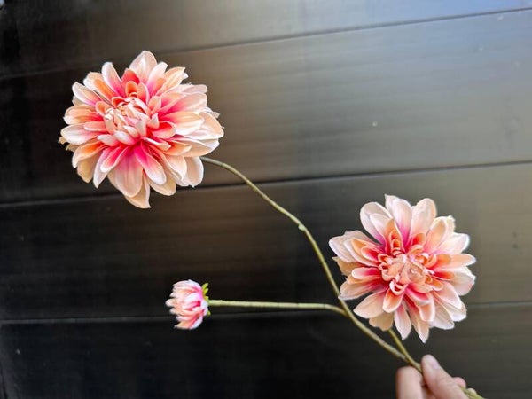 dahlia kort tros