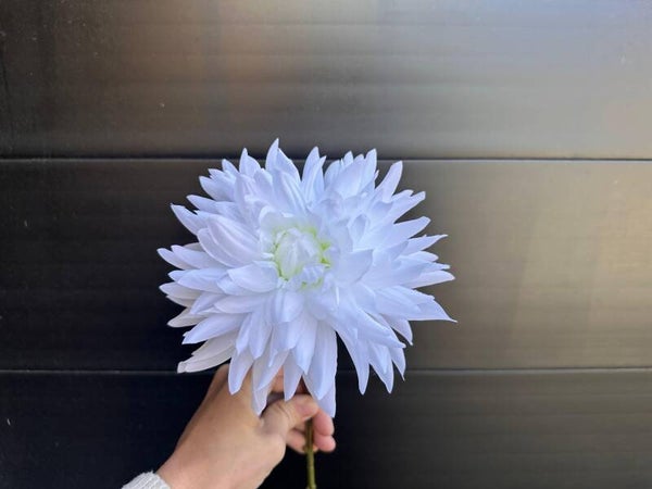 dahlia wit