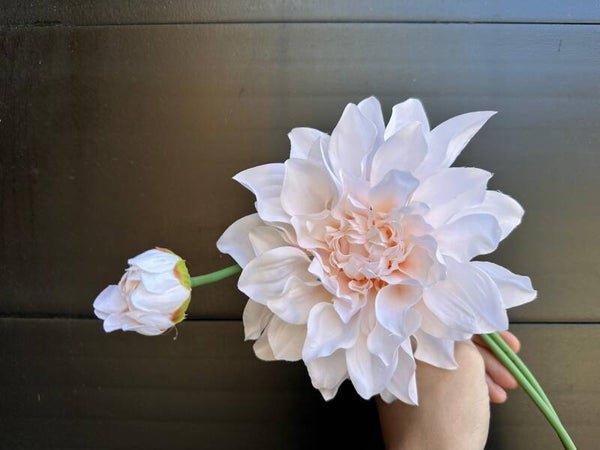 dahlia zachtroze