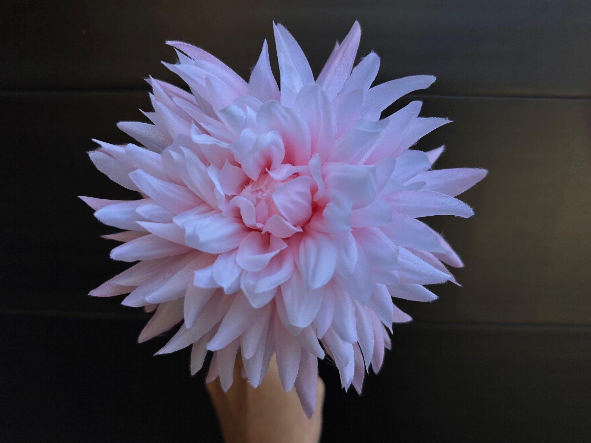 dahlia sweet roze